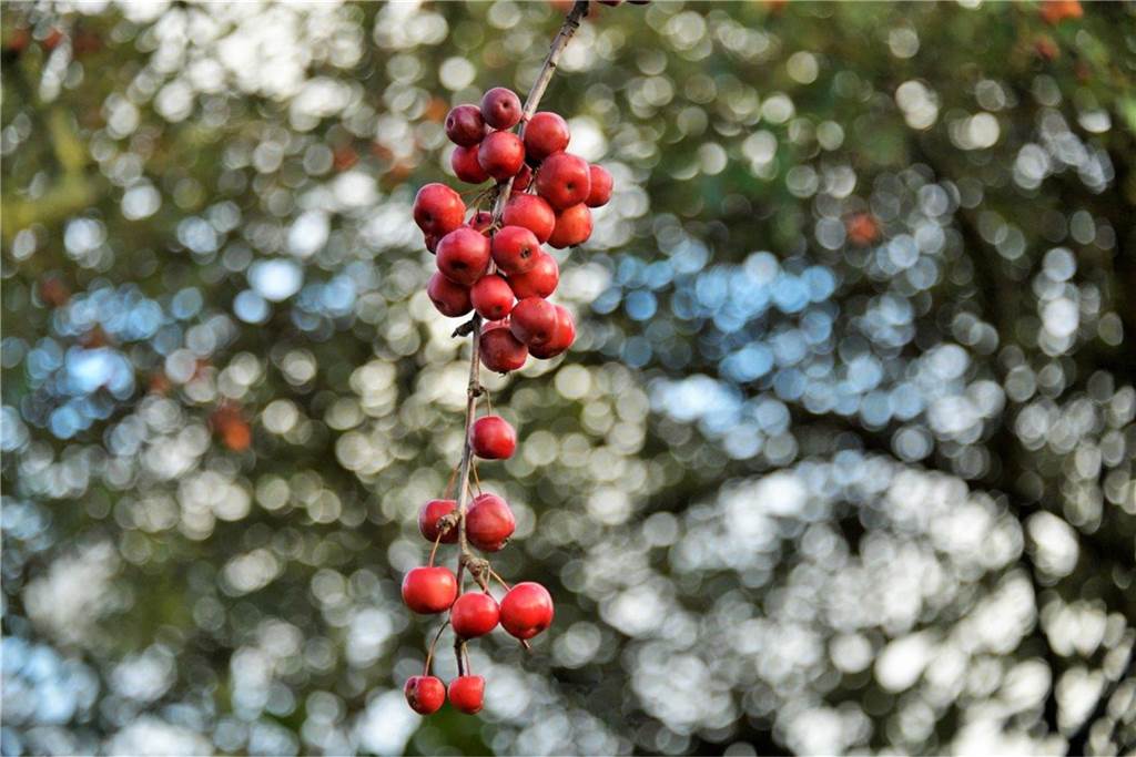 Zieräpfel im Herbst.