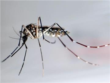 Zika wird vor allem durch Moskitos verbreitet. Foto: Gustavo Amador/Archiv