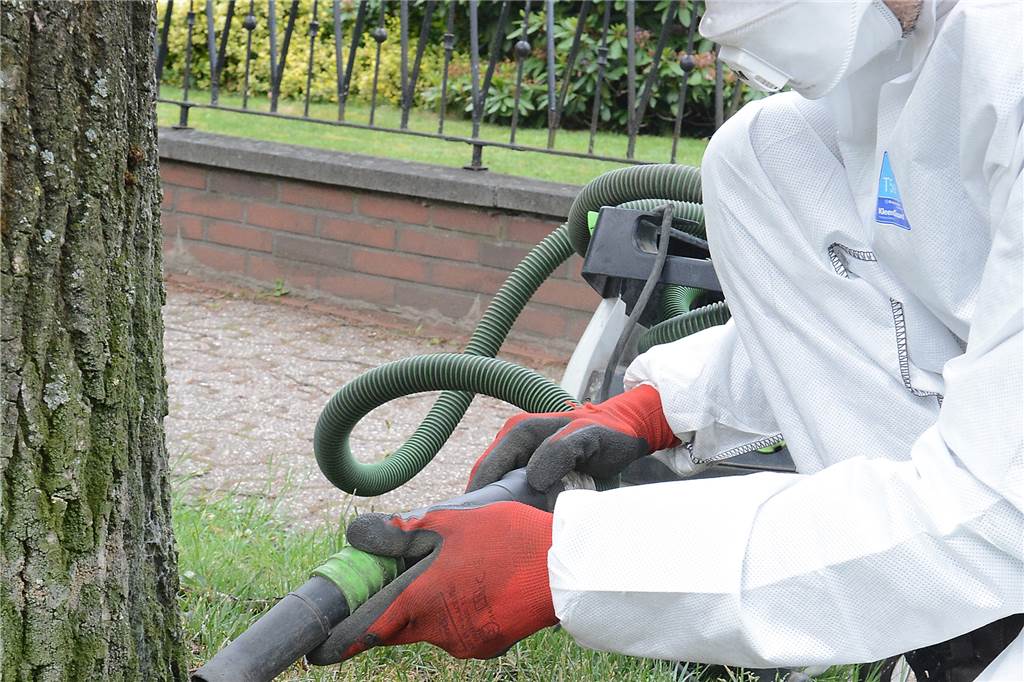 Fiese Giftraupe erleichtert das Stadtsäckel um mehr als 32.000 Euro Zu Beginn der EPS-Plage wurden die Giftraupen, wie hier an der Dachsbergschule in Flaesheim, hauptsächlich mechanisch bekämpft.