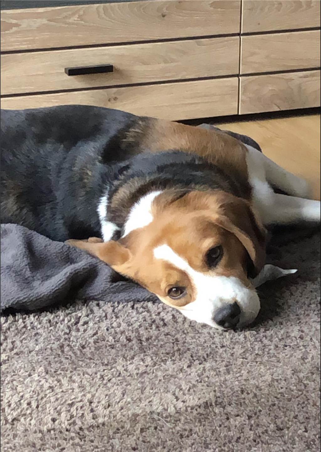 Zu diesem Bild schreibt ein Instagram-User: "Das ist Paula, 6 Jahre. Ihre Hobbys sind futtern, schlafen und schmusen."