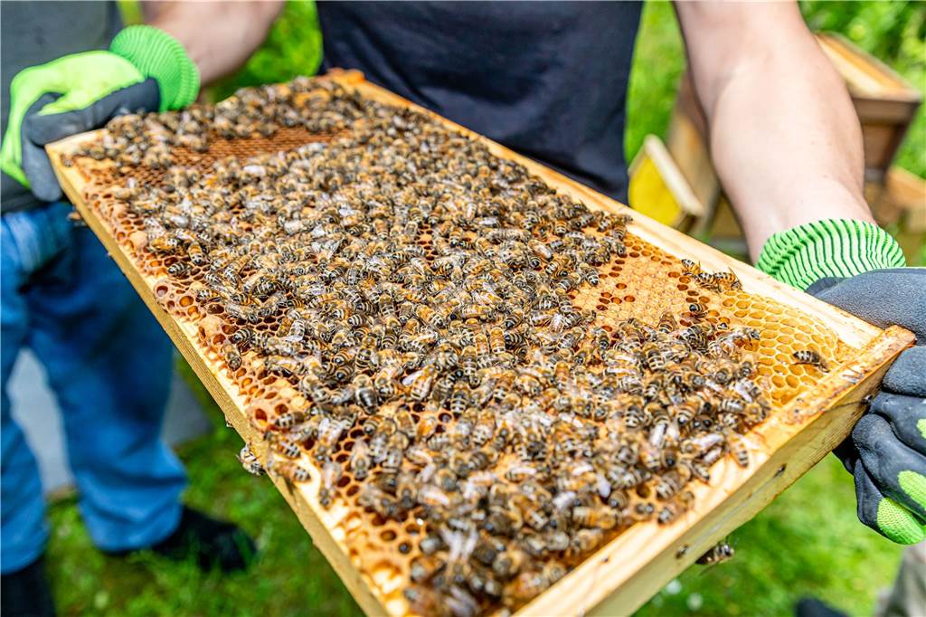 Versteckter Garten in Hörde lässt junge Erwachsene positiver in die Zukunft blicken Zu einer Bienenweide gehören natürlich auch Bienen.