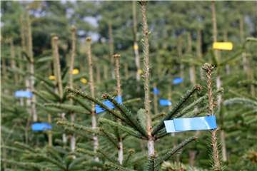 Zu rund 80 Prozent sind Nordmanntannen gefragt. Foto: Foto: Roland Weihrauch