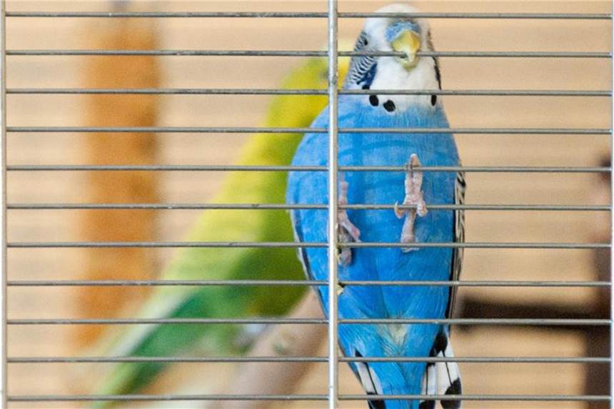 Ständiges Knabbern am Gitter ist für Vögel schädlich Zu viel sollten Wellensittiche nicht an den Gitterstäben knabbern. Sie können dadurch giftige Stoffe aufnehmen. Foto: Andrea Warnecke