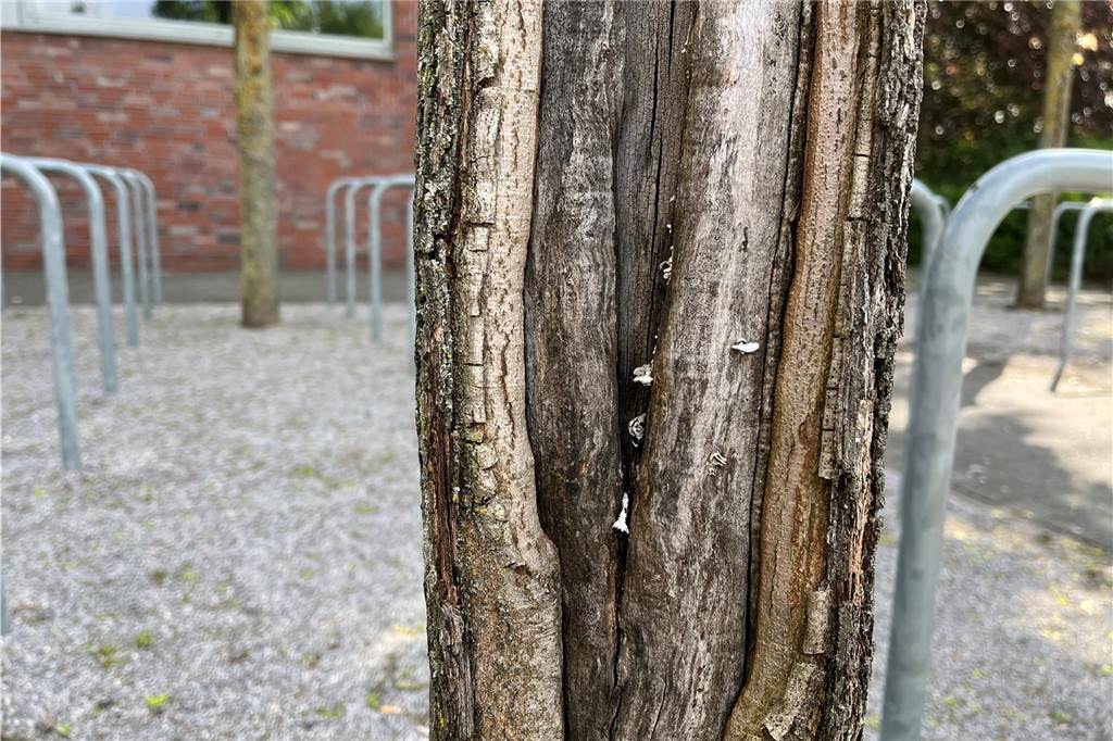 Zu viel Sonne, zu wenig Wasser: Die Rinde dieses Baumes ist geplatzt.