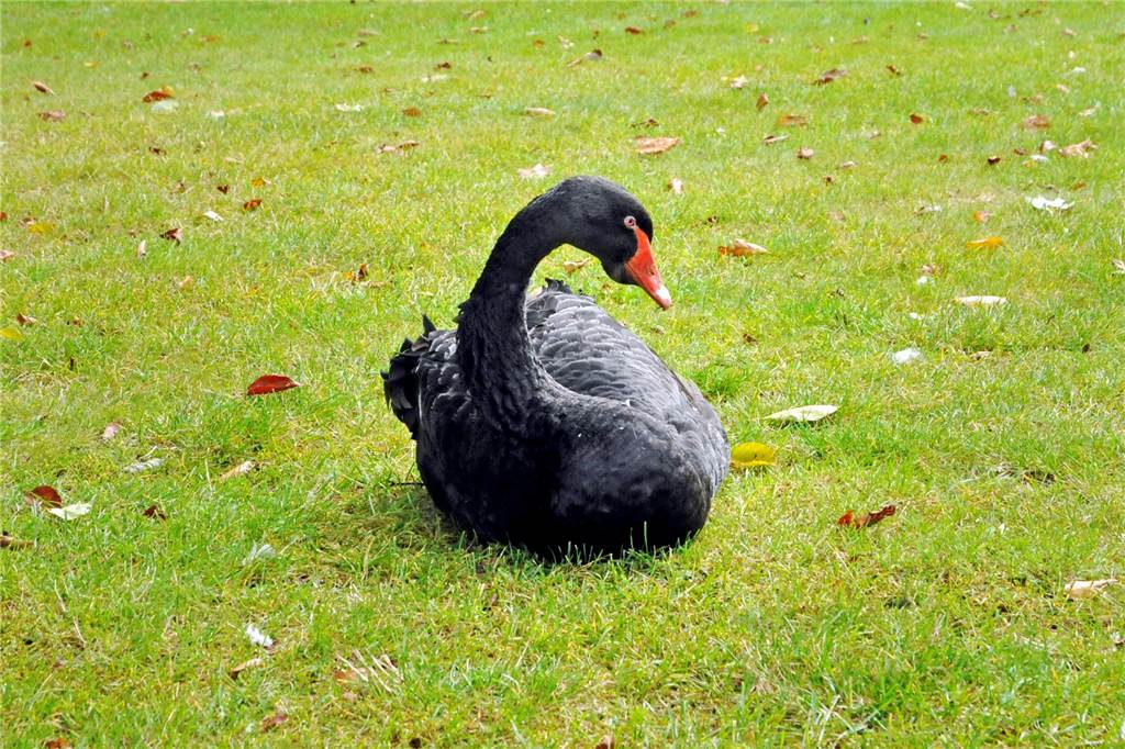 Mit Video: Nur noch ein Trauerschwan im Schlossgarten – Wo sind die anderen? Zu Vinzenz Kestermann-Resing ist die Schwandame zutraulich.