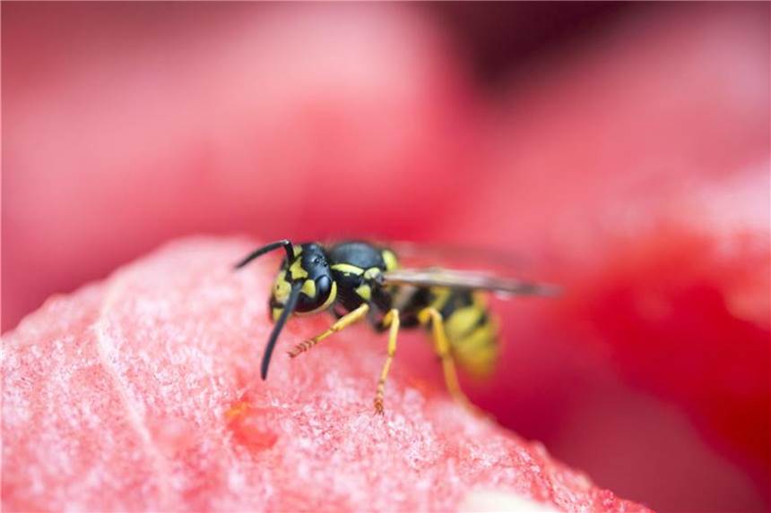 Wespen nicht einfach erschlagen Zucker lieben Wespen ganz besonders. Wer sie fernhalten will, sollte die Melonen also lieber abgeschlossen lagern. Foto: Inga Kjer
