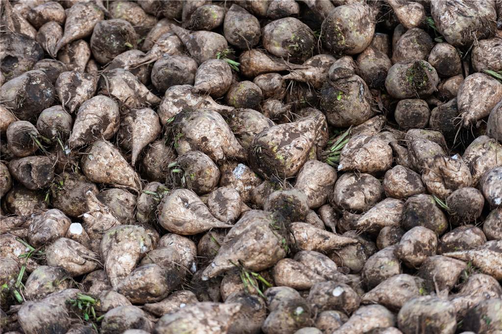 Dürresommer schmälern die Ernte und lassen Landwirte neue Wege suchen Zuckerrüben