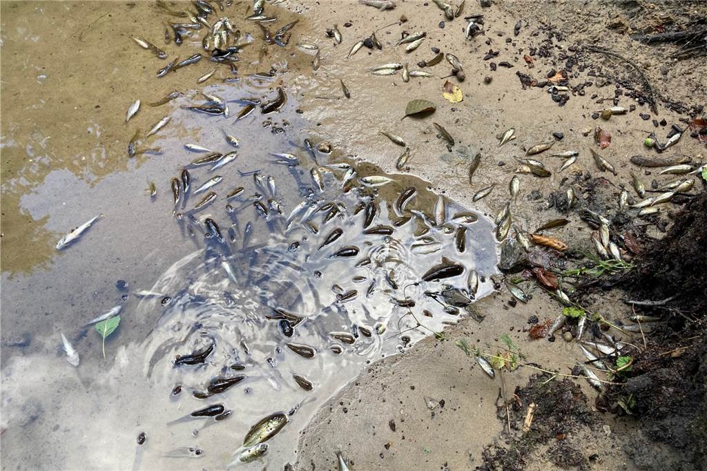 In der Oder verenden die Fische – Wie sieht es an Lippe und Stever aus? Zuletzt kam es im August 2020 zu einem Fischsterben in der Stever.