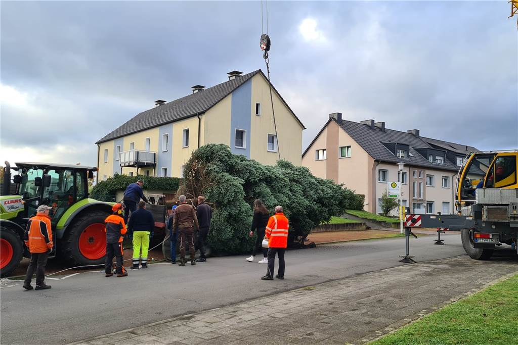 Schützenverein stellt riesigen Weihnachtsbaum in Sythen auf Helfer stellen den Sythener Baum auf.
