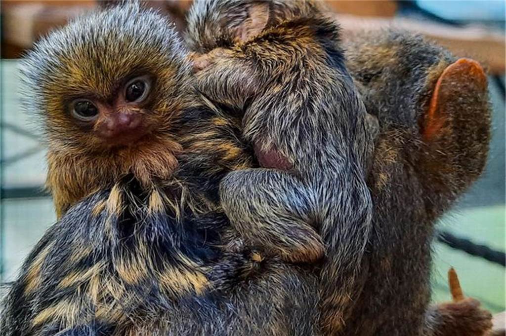 Dortmunder Zoo - Die süßesten Tierbabys 2023: Niedlichkeit im Übermaß Babys Zwillinge Zoo Dortmund Primaten Klein Zwergseidenäffchen
