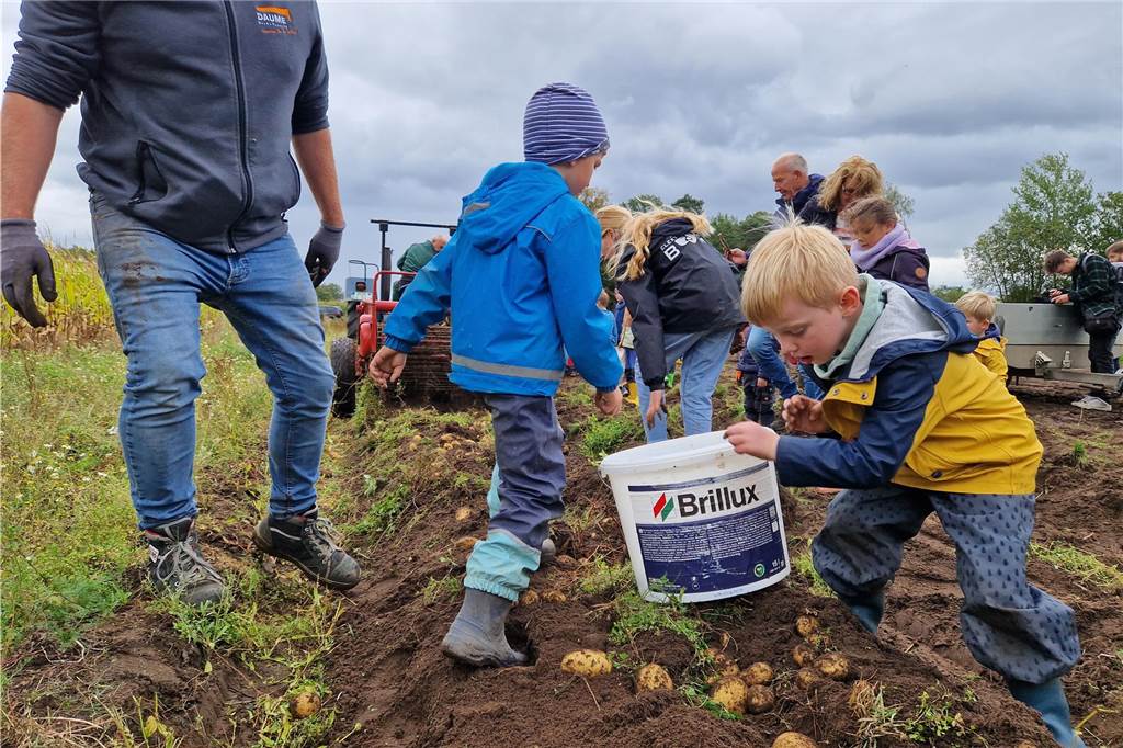 Zum gemeinsamen Kartoffelernten des Kartoffelklubs Ahle und des Familienzentrums Heek fanden sich in Ahle am Moorbach viele große und kleine Helfer.