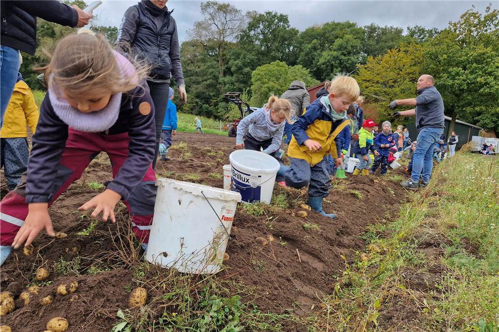 Zum gemeinsamen Kartoffelernten des Kartoffelklubs Ahle und dem Familienzentrum Heek fanden sich in Ahle am Moorbach viele große und kleine Helfer.