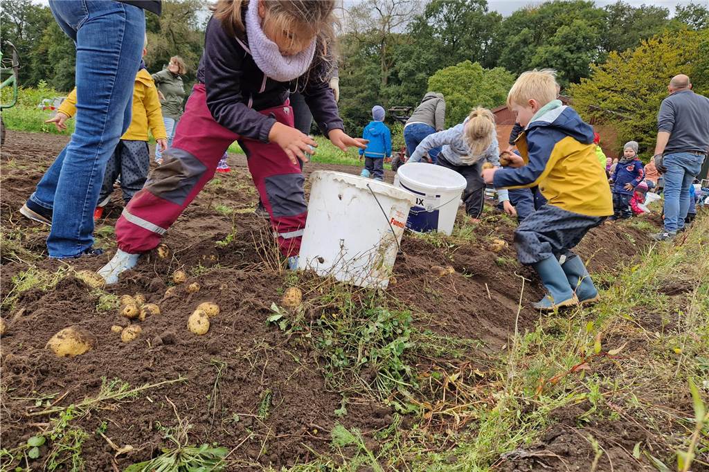 Zum gemeinsamen Kartoffelernten des Kartoffelklubs Ahle und dem Familienzentrum Heek fanden sich in Ahle am Moorbach viele große und kleine Helfer.