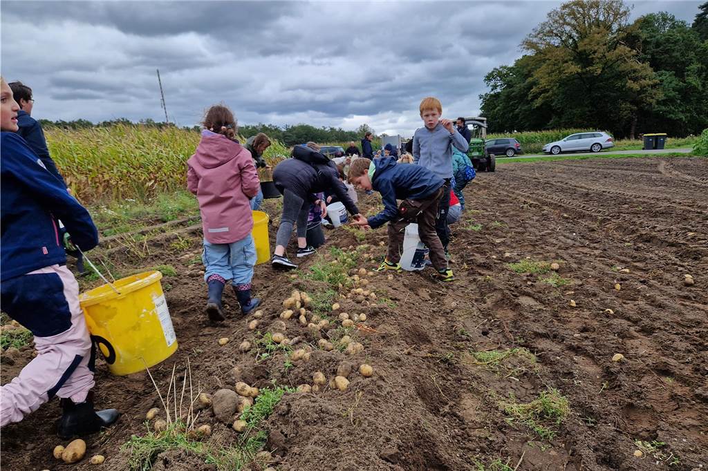 Zum gemeinsamen Kartoffelernten des Kartoffelklubs Ahle und dem Familienzentrum Heek fanden sich in Ahle am Moorbach viele große und kleine Helfer.