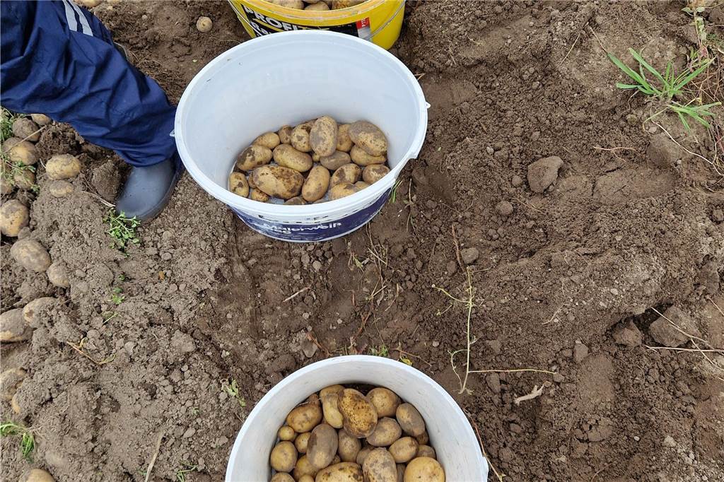 Zum gemeinsamen Kartoffelernten des Kartoffelklubs Ahle und dem Familienzentrum Heek fanden sich in Ahle am Moorbach viele große und kleine Helfer.