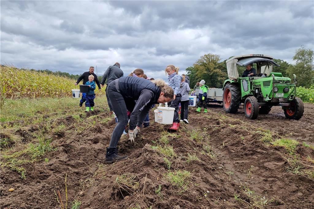Zum gemeinsamen Kartoffelernten des Kartoffelklubs Ahle und dem Familienzentrum Heek fanden sich in Ahle am Moorbach viele große und kleine Helfer.