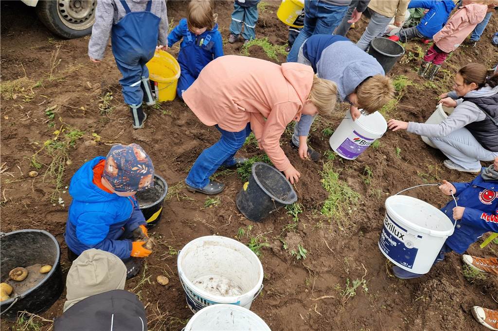 Zum gemeinsamen Kartoffelernten des Kartoffelklubs Ahle und dem Familienzentrum Heek fanden sich in Ahle am Moorbach viele große und kleine Helfer.