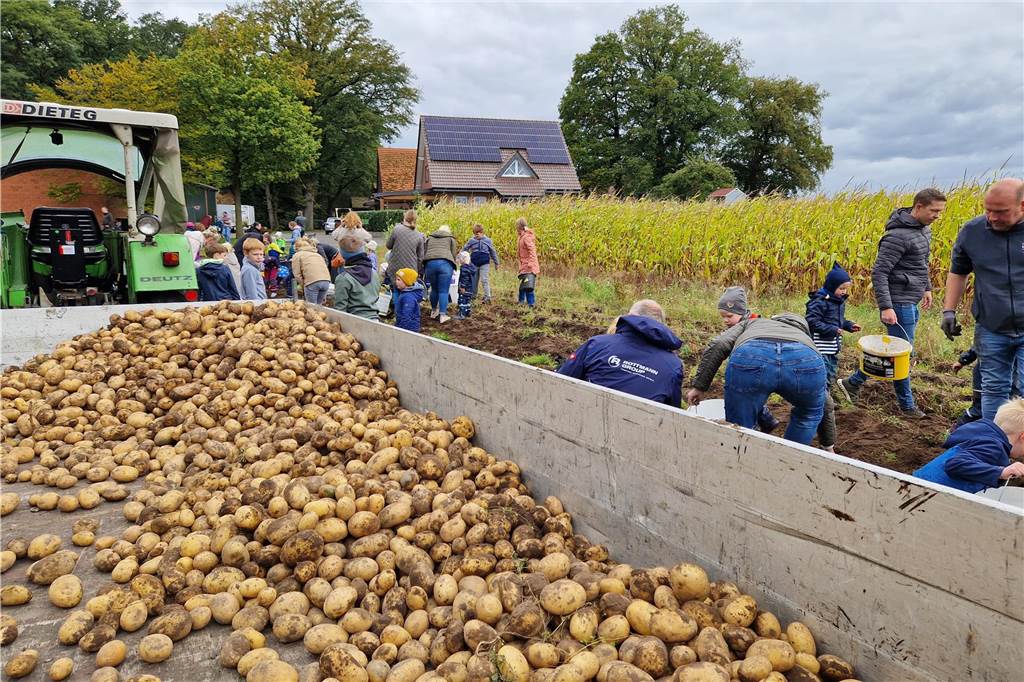 Zum gemeinsamen Kartoffelernten des Kartoffelklubs Ahle und dem Familienzentrum Heek fanden sich in Ahle am Moorbach viele große und kleine Helfer.