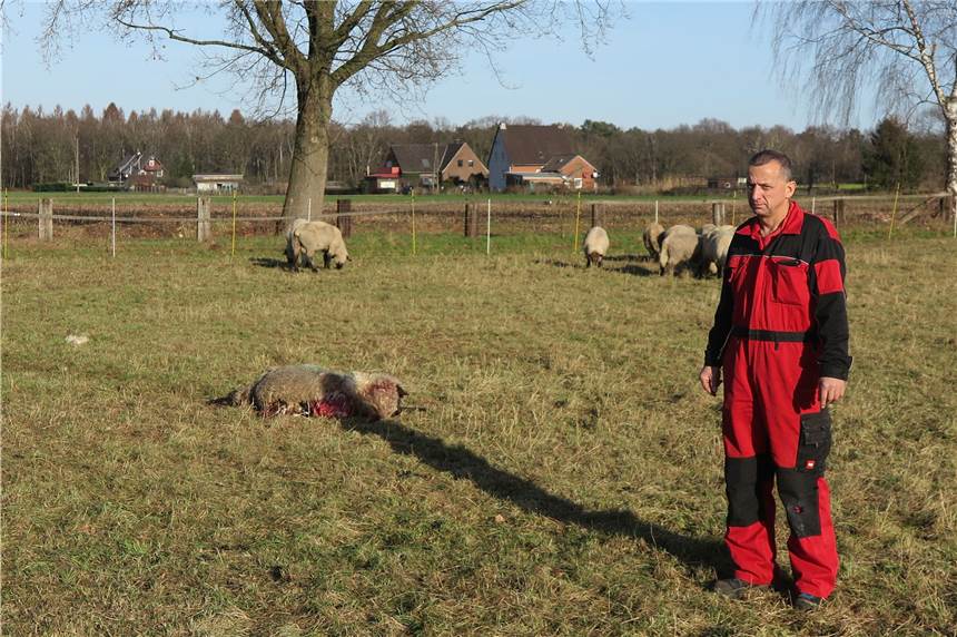 Neunte Wolfsattacke: Züchter Kurt Opriel ist zutiefst enttäuscht über Behörden Zum neunten Mal hat der Hünxer Kurt Opriel ein oder mehrere tote Schafe auf seinen geschützten Weiden vorgefunden. Diesmal musste er fast neun Stunden warten, bis der zuständige Wolfsberater gestern auf der Wiese am Hohen Wardweg erschien.
