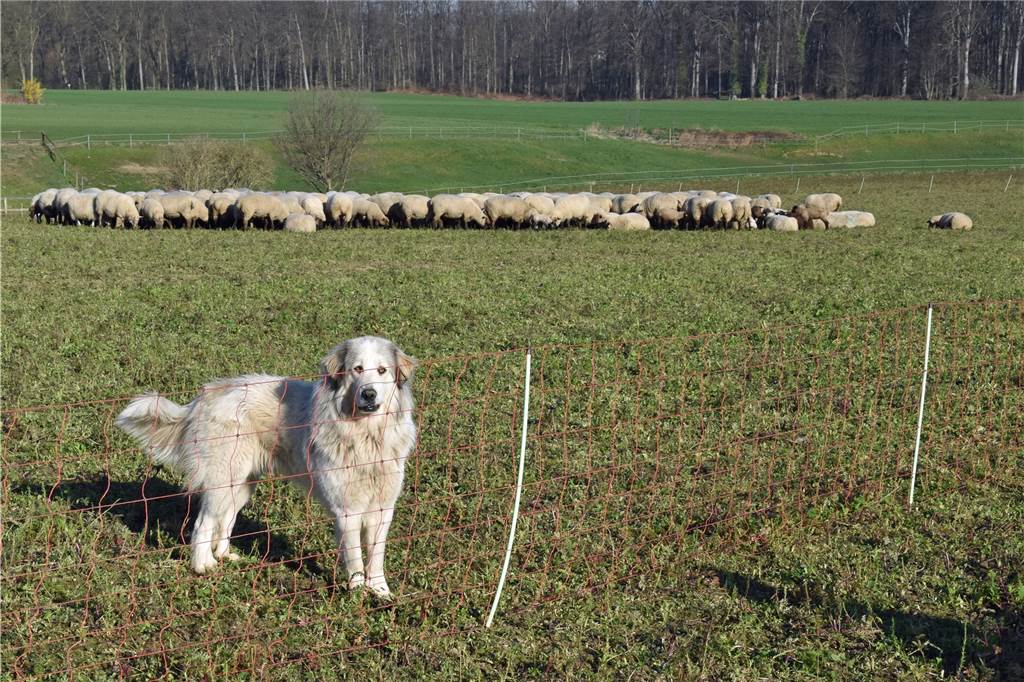 Zum Schutz der Schafherde setzt Christof May auf tierische Hilfe: Pyrenäenberghunde verteidigen ihre Schafherde gegen ungebetenen Besuch.