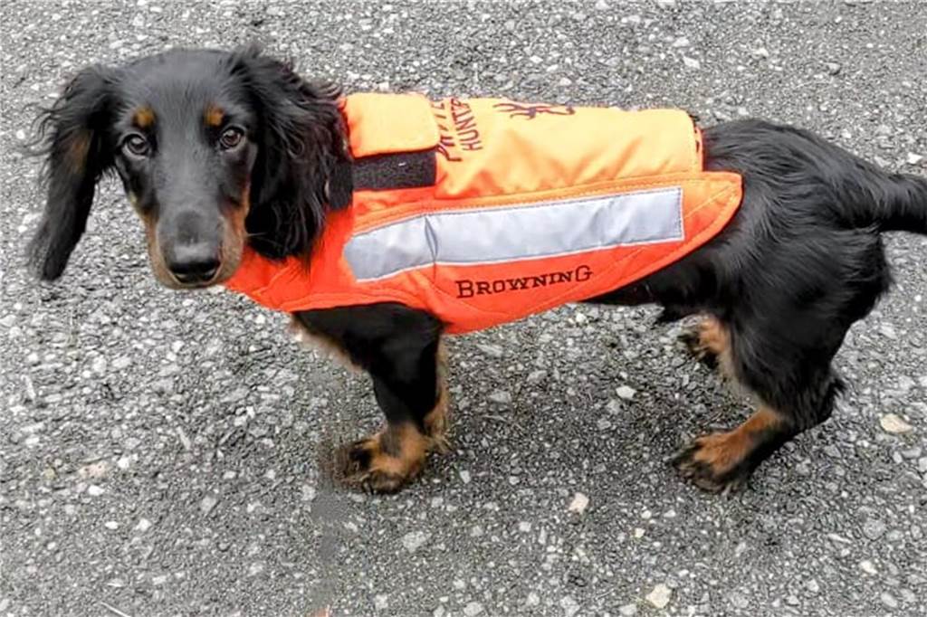Welpe „Patch“ ist unheilbar krank: „Hund hätte nie gezüchtet werden dürfen“ Hund mit Sauenschutzweste