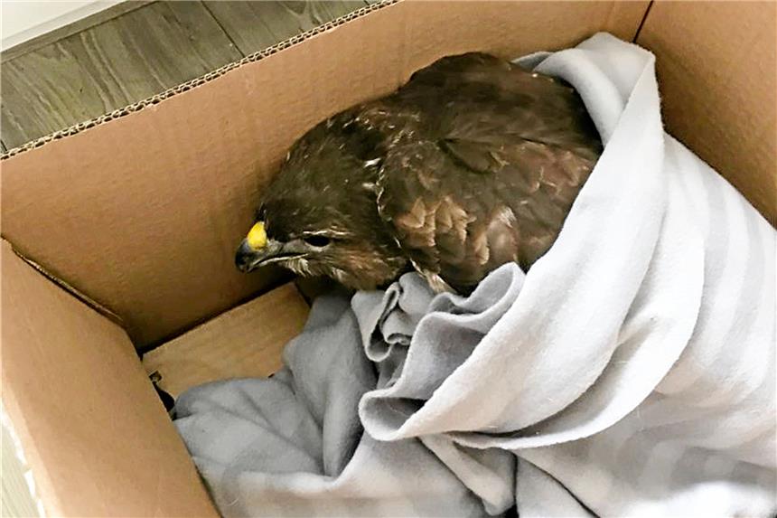 Rettungsaktion in Westerfilde bleibt ohne Happy End Zum Transport hüllte Sarah Dumblus den Vogel in eine Decke und setzte ihn in einen Karton.