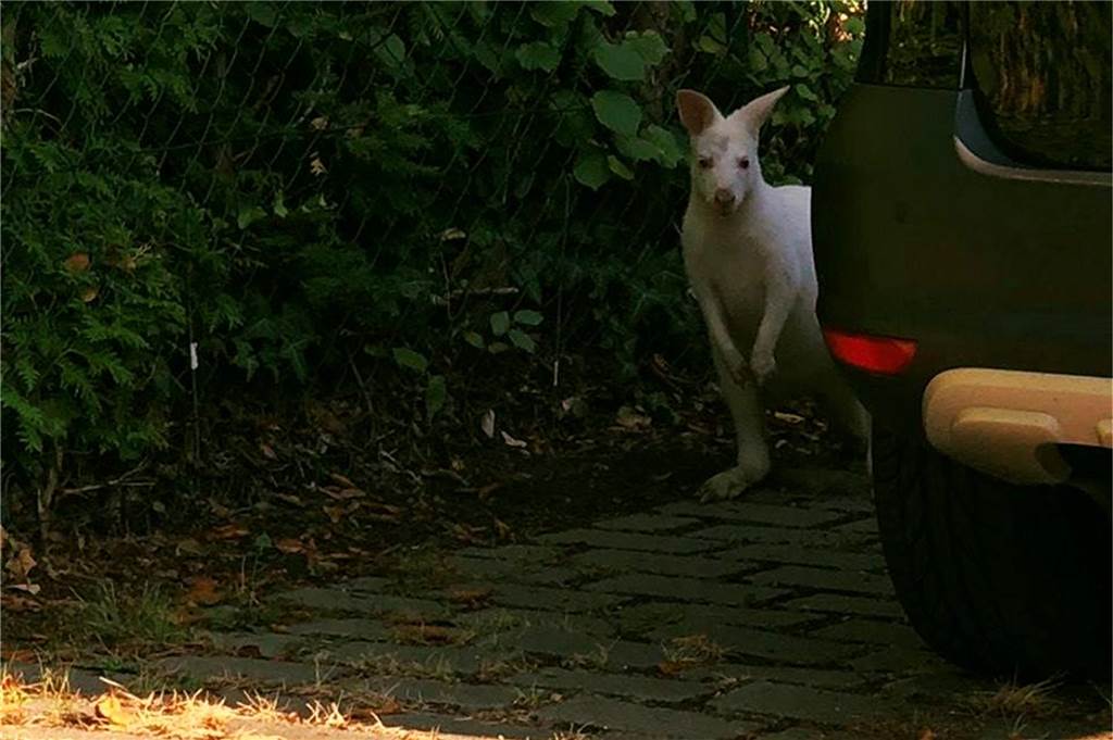 Känguru verschaffte sich Abkühlung in einem Brechtener Pool Zunächst versteckte sich das Känguru hinter einem Auto vor den Polizisten.