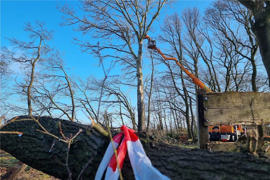 40 Jahre alte Pappel gefällt: Bült-Freizeitzentrum wird umgestaltet Zunächst wurden die Baumkrone entfernt, ehe der Stamm der Pappel Stück für Steck zerlegt wurde.