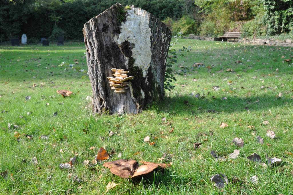 275 Jahre Geschichte und ein erneuerter Gedanke: Der Jüdische Friedhof in Castrop Zur Zeit macht das Gelände einen gut gepflegten Eindruck. Damit das auch so bleibt, ist ein Patenschaftsmodell vielleicht eine gute Idee.