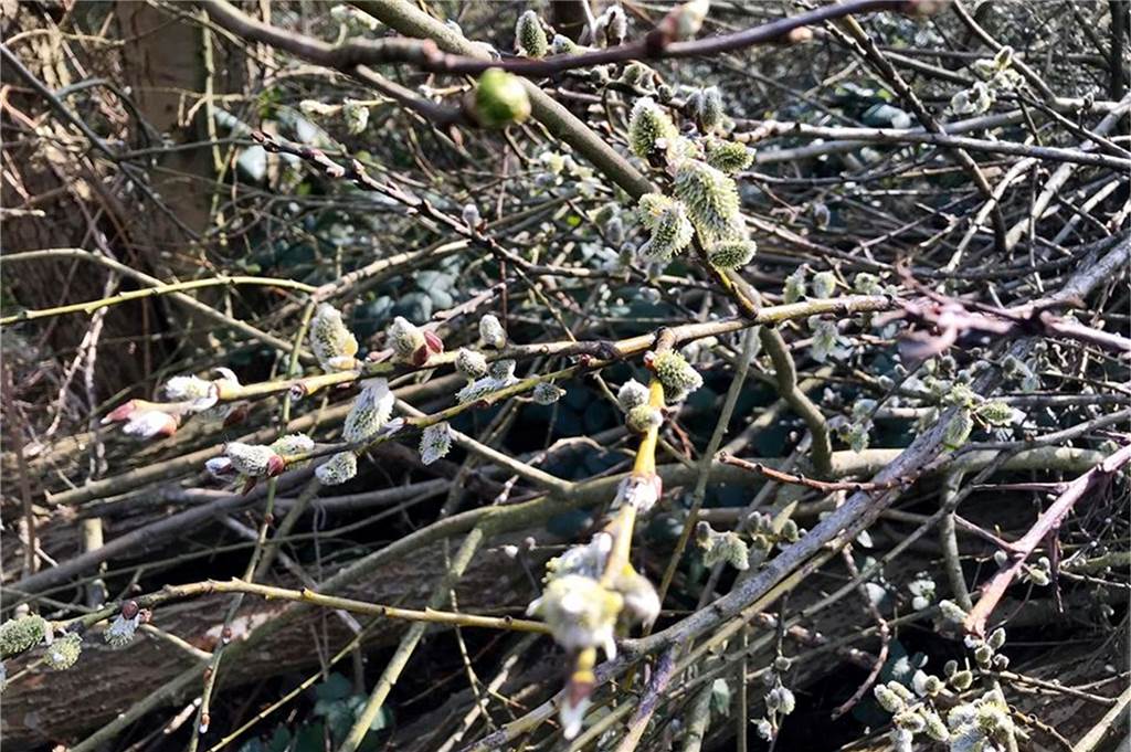 Baumfällungen: Manche Stellen sehen aus wie die Kulisse für einen Horrorfilm Zurückgeschnittene Weiden in der Nähe der Obstbaumwiese am Scharnhorster Kreisel