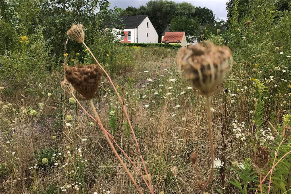 Das nächste größere Wohnbauprojekt ist an der Schieferbergstraße geplant Zurzeit belieber Spazierweg für Gänge mit dem Hund, aber bald bebaut: Schacht III der Zeche Erin in Dingen hinter der Schieferbergstraße.