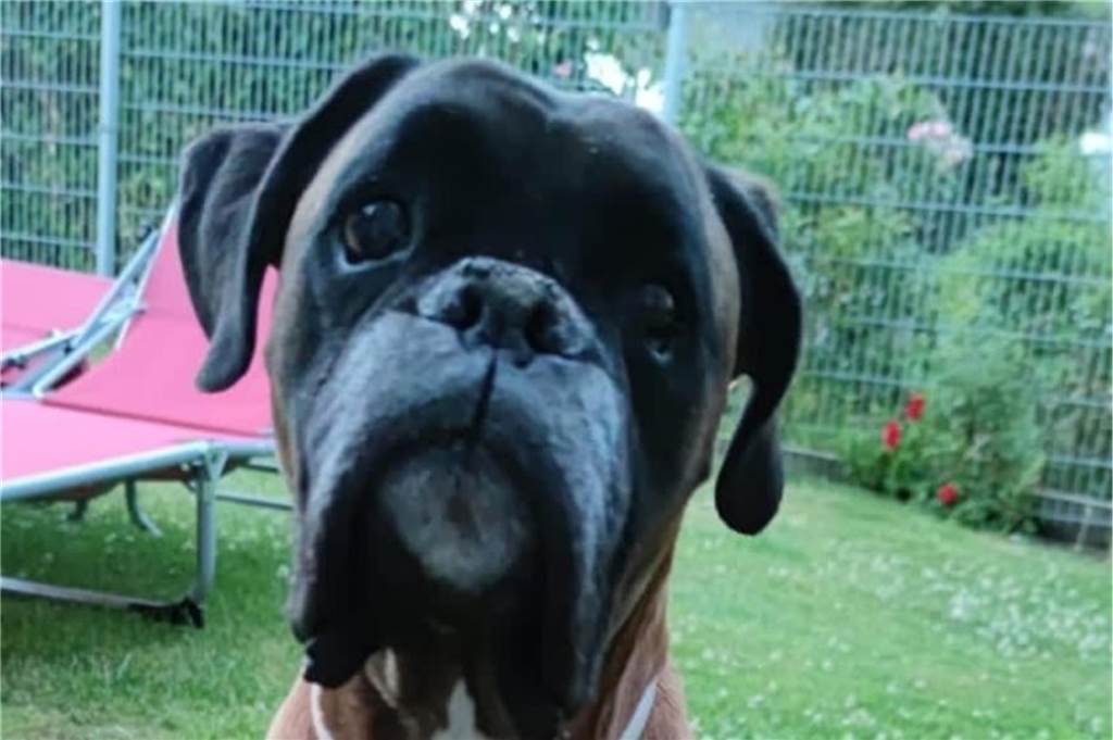 Boxer