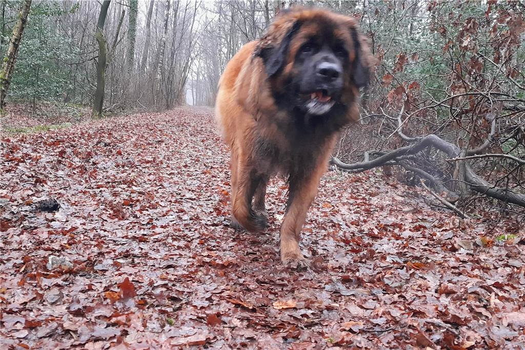 Zusammen mit tierischer Unterstützung - sicher ist sicher - geht es auf Spurensuche nach Schenkewald in die Davert. Der Rundwanderweg W2 ist etwa elf Kilometer lang. 