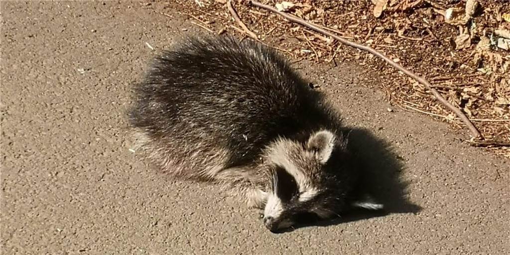 Zusammengekauert lag der Waschbär auf dem Weg am Hengsteysee. Später konnte die Tierärztin den Waschbären nur noch von seinen Qualen erlösen.