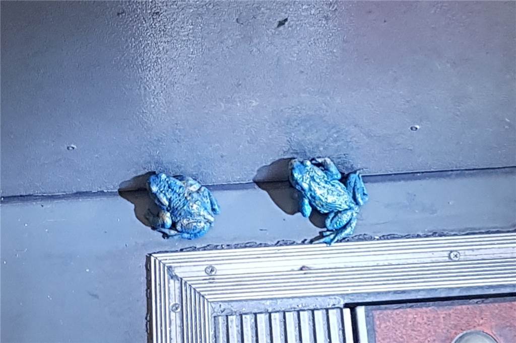 Geerbte Pinguine und Wildschweine im Wohnzimmer: Lustige Tiermeldungen aus NRW in 2022 Zwei Amphibien in einer Straßenbahn.