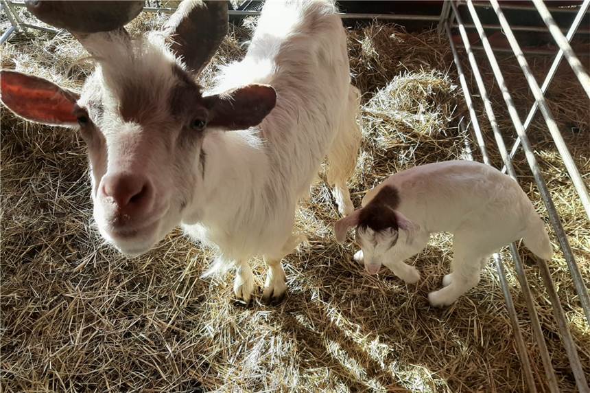 Circus Fantastico: Familie hofft auf Spenden, um Rechnungen zu bezahlen Zwei Babyziegen wurden seit März 2020 im "Circus fantastico" in Dülmen geboren.