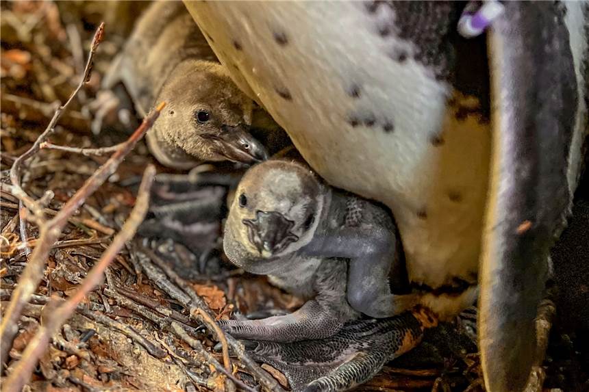 Süßer Pinguin-Nachwuchs im Dortmunder Zoo - Eltern rücken ihnen auf die Pelle Zwei der fünf Küken gehören zum "lilafarbenen" Paar. Hier auf dem Bild werden sie gerade von ihrem Papa gewärmt.