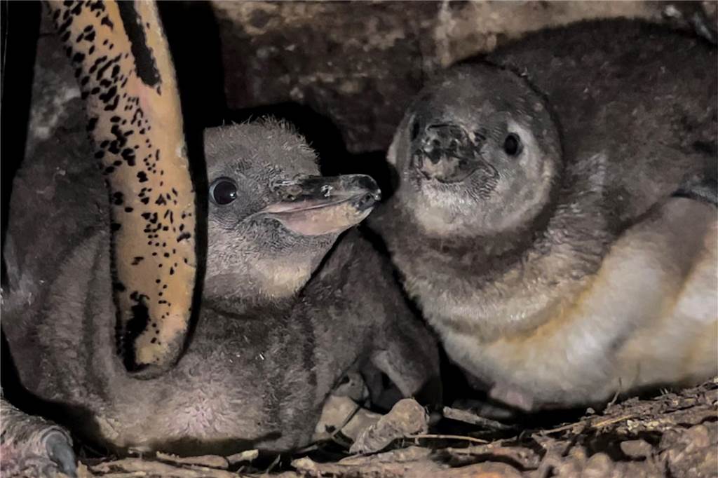 Zwei der sechs kleinen Humboldtpinguine im Dortmunder Zoo in ihrer Höhle.