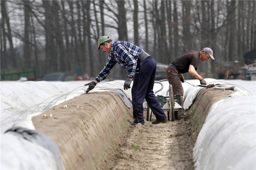 Hof Schulze Blasum in Werne müsste den Spargelpreis erhöhen - aber will es nicht Zwei Erntehelfer bei der Arbeit auf dem Feld des Hofs Schulze Blasum.