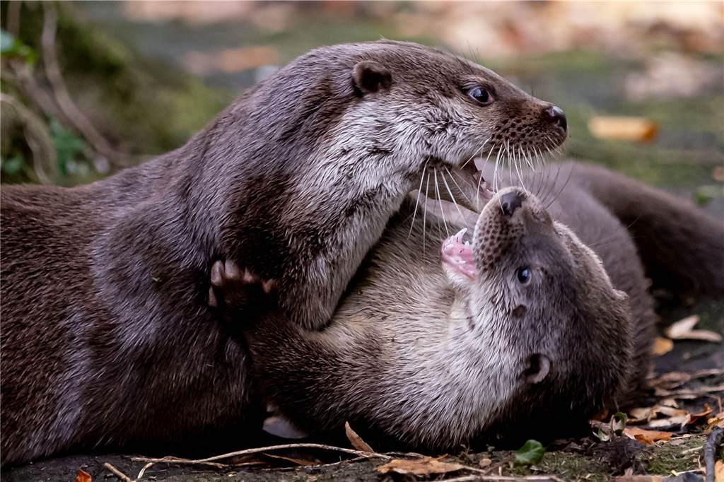 Ausgerottet und zurückgekehrt: Tier des Jahres 2021 mag das Münsterland Zwei Fischotter spielen im Wisentgehege. Otter sind eigentlich Einzelgänger. Nur während der Paarungszeit verbringen zwei Tiere viel Zeit miteinander.