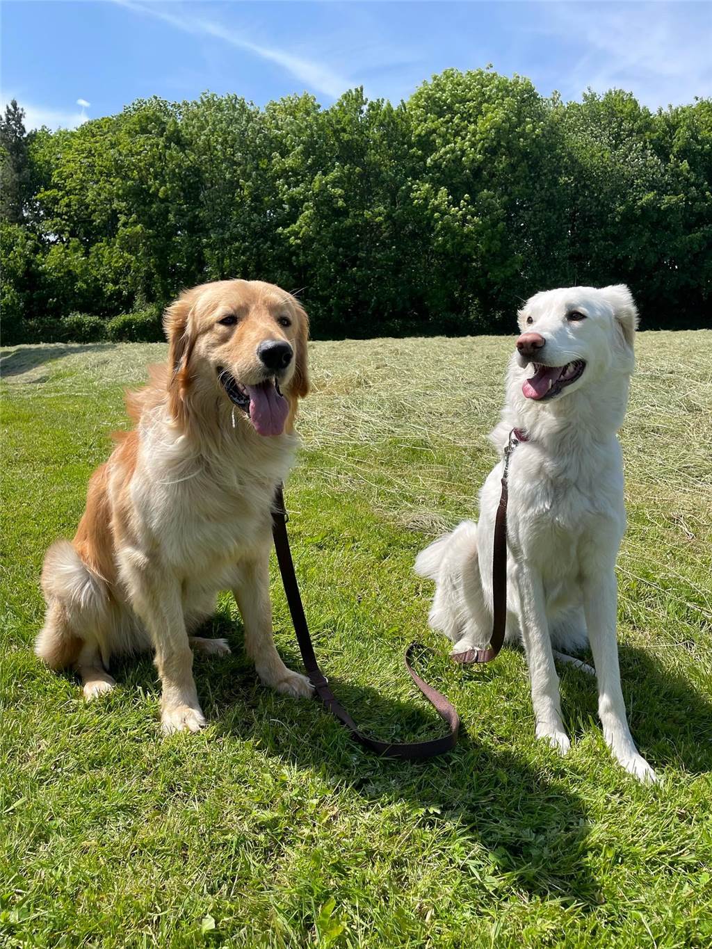 Zwei Hundebuddies unter sich!