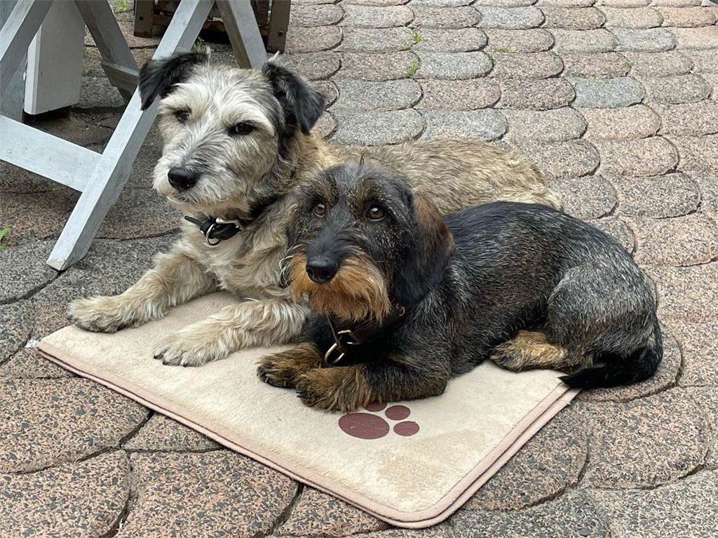 Zwei Hundebuddies unter sich! Zu sehen sind hier Hilde und Struppi.