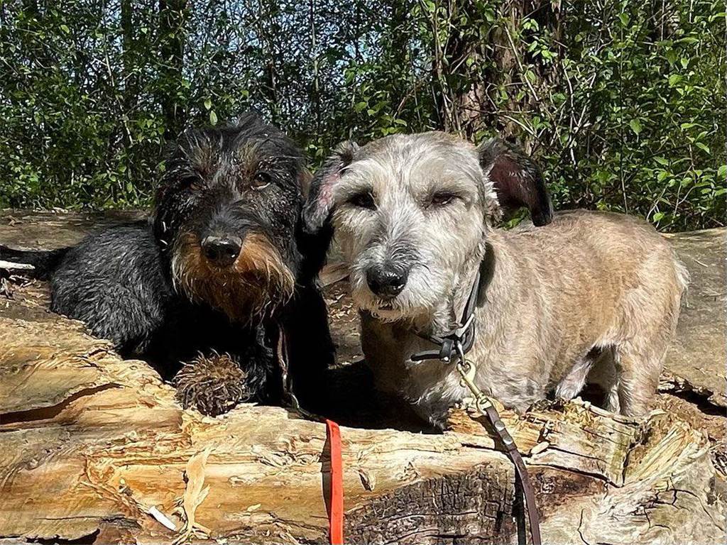 Zwei Hundebuddies unter sich! Zu sehen sind hier Hilde und Struppi.
