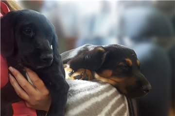 Zwei Hundewelpen sind in einem Dortmunder Waldgebiet ausgesetzt worden.