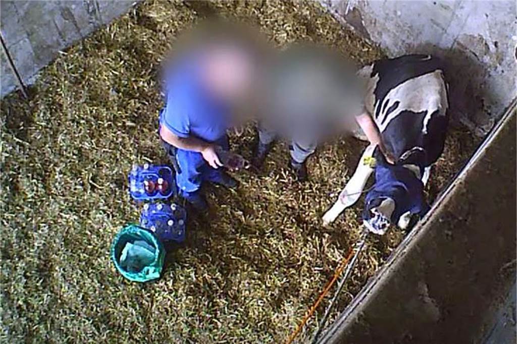 Tierschützer zum Mecke-Prozess: „Es müssten mehr auf die Anklagebank“ Zwei Männer zapfen einem Rind, das die Augen verbunden hat, viel Blut ab. Auch darum dürfte es beim Mecke-Prozess gehen.