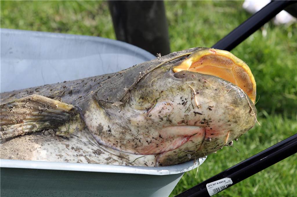 Ralf Moschkau zieht Riesen-Wels aus Lippe nach 30 Minuten Kampf Zwei Ratten und einen Tetra-Pack fand der Angler im Magen des Wels.