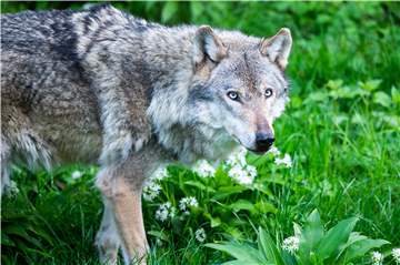 Zwei Schermbeckerinnen haben eine Online-Petition zum Schutz des Wolfes im Wolfsgebiet Schermbeck gestartet (Symbolbild).