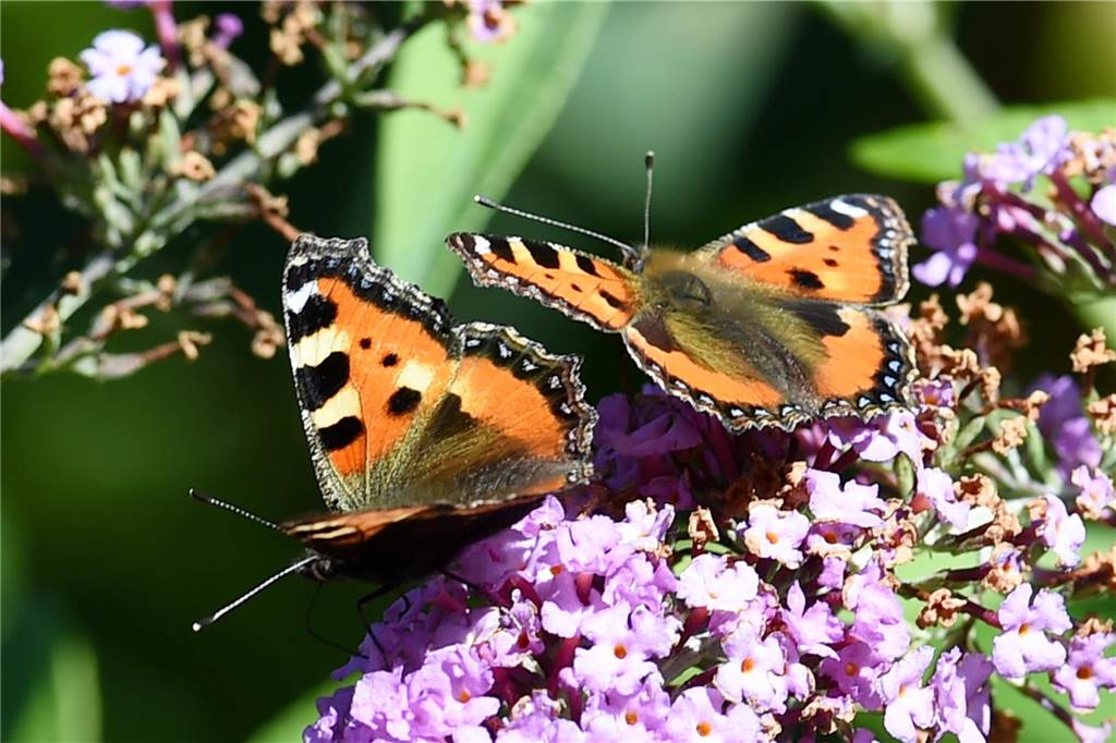 Zwei Schmetterlinge der Sorte «Kleiner Fuchs» sitzen auf der Blüte eines Schmetterlingsbaumes. Seit 15 Jahren mache sich der einst überall vorkommende Schmetterling zunehmend rar, sagt der Diplomökologe Robert Boczki aus Münster. 