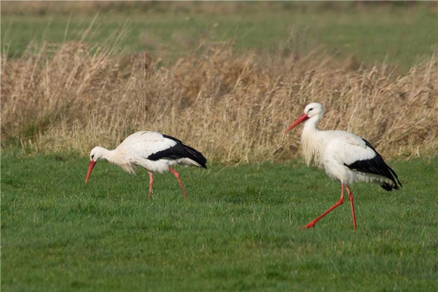 Rhader Störche sind ins Naturschutzgebiet Rhader Wiesen zurückgekehrt Zwei Störche sind nach Rhade zurückgekehrt.
