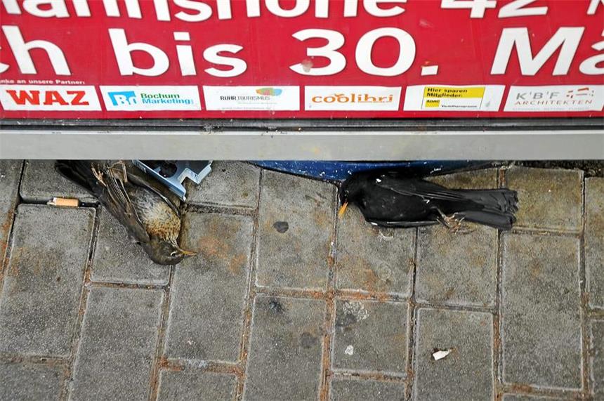 Facebook-Gruppe: Diskussion über Vogelsterben Zwei tote Amseln liegen im Bushaltestellenhäuschen in Deininghausen.